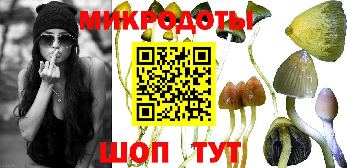 Галлюциногенные грибы Psilocybe Дзержинск